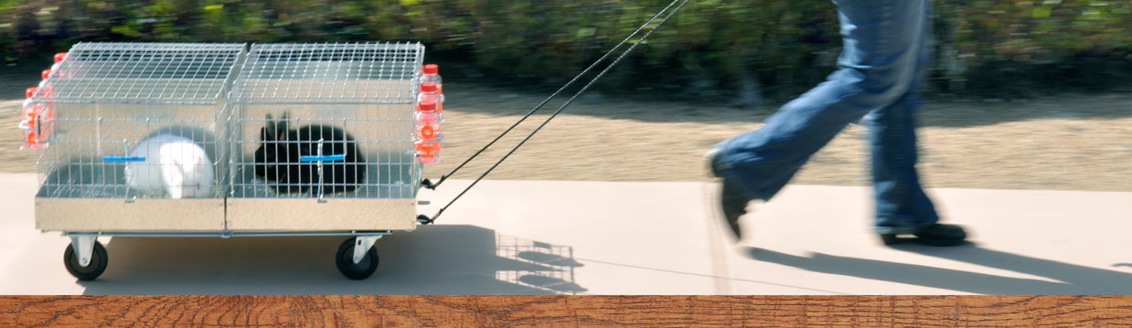 Rabbit Transport Cages