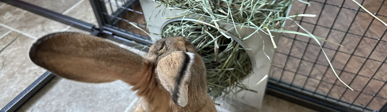 Rabbit Hayracks